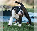 Small Photo #16 Olde English Bulldogge Puppy For Sale in OVERLAND, KS, USA