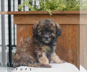 Poodle (Miniature) Puppy for sale in GORDONVILLE, PA, USA