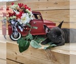 Small Photo #3 Faux Frenchbo Bulldog Puppy For Sale in BOONE, IA, USA