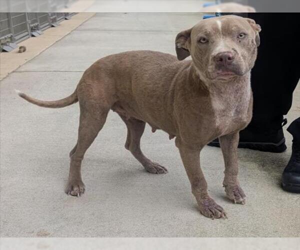 Medium Photo #1 Staffordshire Bull Terrier Puppy For Sale in Mobile, AL, USA