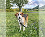 Small #17 Australian Shepherd Mix