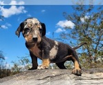Small #9 Catahoula Leopard Dog