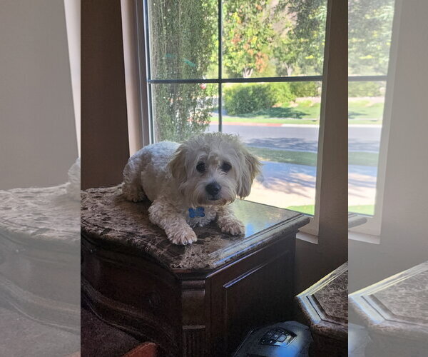 Medium Photo #12 Maltese-Unknown Mix Puppy For Sale in Escondido, CA, USA