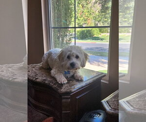 Pippin - Male Maltese-Unknown Mix Dog for Adoption - Photo #12