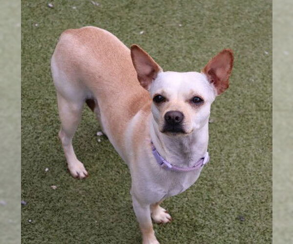 Medium Photo #6 Chihuahua-Unknown Mix Puppy For Sale in Rockaway, NJ, USA