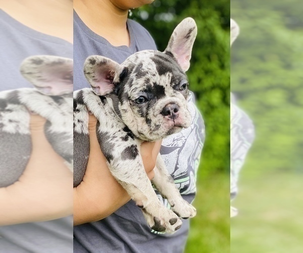 Medium Photo #4 French Bulldog Puppy For Sale in PITTSBURGH, PA, USA