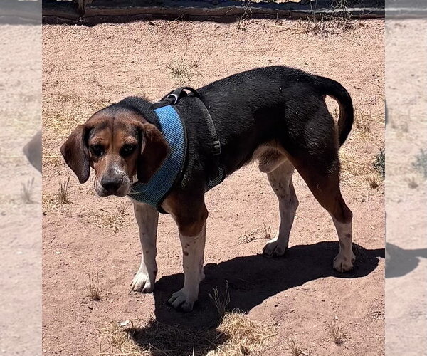 Medium Photo #3 Beagle Puppy For Sale in Apple Valley, CA, USA