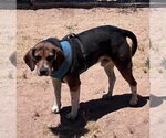 Small #2 Beagle