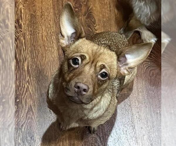 Medium Photo #7 Chihuahua-Unknown Mix Puppy For Sale in San Diego, CA, USA