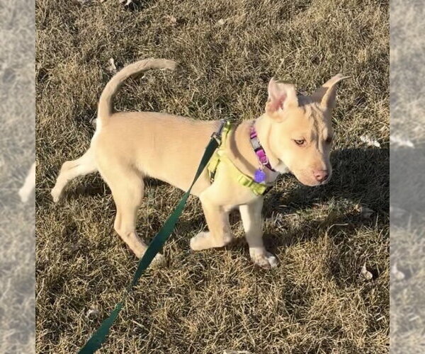 Medium Photo #7 Siberian Husky-Unknown Mix Puppy For Sale in Fargo, ND, USA