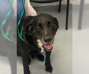 Labrador Retriever-Unknown Mix Dogs for adoption in St. Cloud, FL, USA