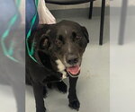 Small Labrador Retriever Mix