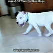 Small Photo #94 Dogo Argentino Puppy For Sale in PINEVILLE, MO, USA