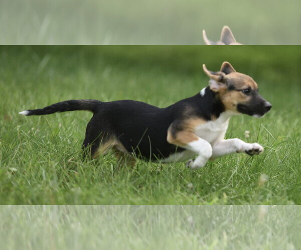 Medium Photo #8 Mutt Puppy For Sale in Mechanicsburg, PA, USA