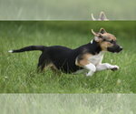 Small #7 Mutt