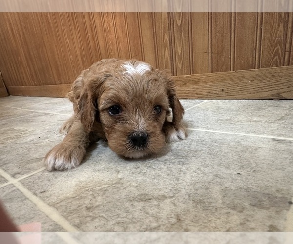 Medium Photo #15 Cavapoo (Miniature) Puppy For Sale in GREENWOOD, WI, USA