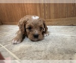 Small Photo #15 Cavapoo (Miniature) Puppy For Sale in GREENWOOD, WI, USA