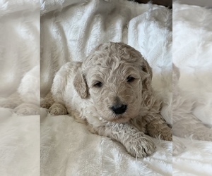 Goldendoodle Dog for Adoption in MARYVILLE, Missouri USA