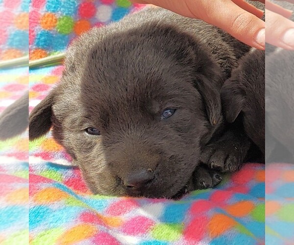 Medium Photo #1 Labrador Retriever Puppy For Sale in GRABILL, IN, USA