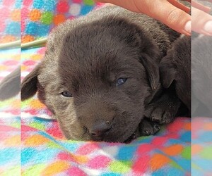 Labrador Retriever Puppy for sale in GRABILL, IN, USA
