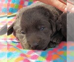 Small Photo #1 Labrador Retriever Puppy For Sale in GRABILL, IN, USA