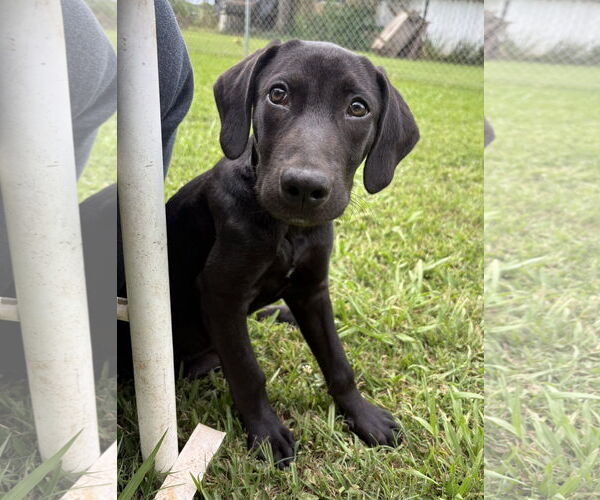 Medium Photo #1 Labrador Retriever-Unknown Mix Puppy For Sale in Oakhurst, NJ, USA
