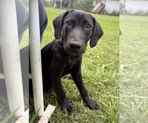 Labrador Retriever-Unknown Mix Dogs for adoption in Oakhurst, NJ, USA