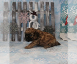 Small Photo #19 Poodle (Toy) Puppy For Sale in CHANUTE, KS, USA