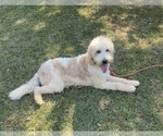 Small Photo #1 Goldendoodle Puppy For Sale in CHESNEE, SC, USA