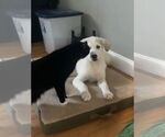 Small #3 Great Pyrenees Mix