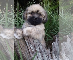Lhasa Apso Puppy for sale in BELL, FL, USA