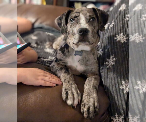 Medium Photo #7 Catahoula Leopard Dog-Unknown Mix Puppy For Sale in Brooklyn Center, MN, USA