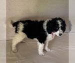 Small #2 Bernedoodle