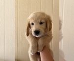 Small Photo #1 English Cream Golden Retriever Puppy For Sale in PHOENIX, AZ, USA