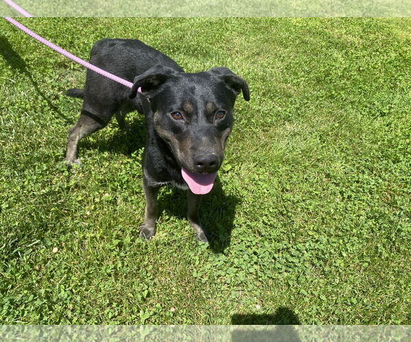 Medium Photo #2 Shepradors Puppy For Sale in Sparta, TN, USA