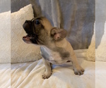 Small Photo #12 French Bulldog Puppy For Sale in CHARLESTON, SC, USA