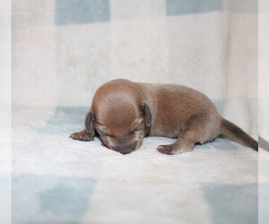 Dachshund Puppy for sale in BLMGTN, IN, USA