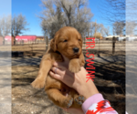 Small Photo #13 Golden Retriever Puppy For Sale in COLORADO SPRINGS, CO, USA