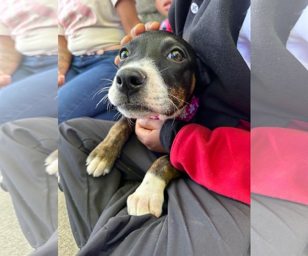 Medium Photo #2 Mountain Cur-Unknown Mix Puppy For Sale in Germantown, OH, USA