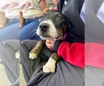Small #1 Mountain Cur Mix