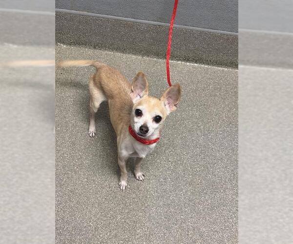 Medium Photo #1 Chihuahua-Unknown Mix Puppy For Sale in Las Vegas, NV, USA