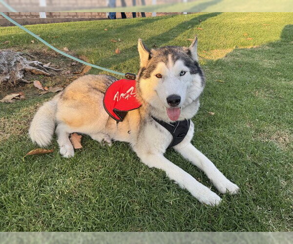 Medium Photo #4 Siberian Husky Puppy For Sale in Orange, CA, USA