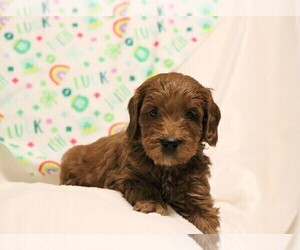Goldendoodle-Poodle (Miniature) Mix Puppy for sale in MIDLAND, NC, USA