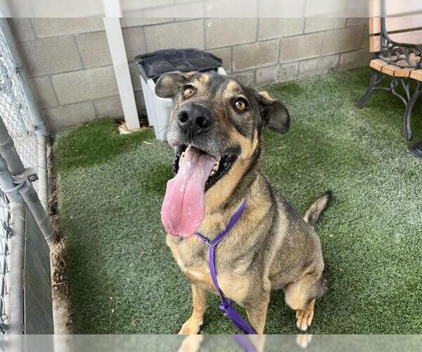 Medium Photo #2 German Shepherd Dog Puppy For Sale in Corona, CA, USA