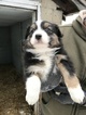 Small Photo #7 Australian Shepherd Puppy For Sale in CANTON, OH, USA