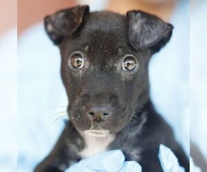 JENNY - Female American Staffordshire Terrier-Unknown Mix Dog for Adoption - Photo #2