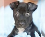 Small Photo #2 American Staffordshire Terrier-Unknown Mix Puppy For Sale in San Antonio, TX, USA