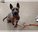 Small Photo #1 American Pit Bull Terrier Puppy For Sale in Springfield, MA, USA