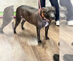 Small #7 Labrador Retriever Mix