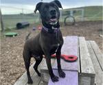 Small #2 American Pit Bull Terrier Mix